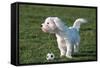 Bichon Maltaise- Playing with Football-null-Framed Stretched Canvas