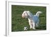 Bichon Maltaise- Playing with Football-null-Framed Photographic Print