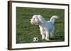 Bichon Maltaise- Playing with Football-null-Framed Photographic Print