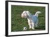 Bichon Maltaise- Playing with Football-null-Framed Photographic Print
