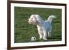 Bichon Maltaise- Playing with Football-null-Framed Photographic Print