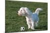 Bichon Maltaise- Playing with Football-null-Mounted Photographic Print