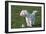 Bichon Maltaise- Playing with Football-null-Framed Photographic Print