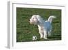 Bichon Maltaise- Playing with Football-null-Framed Photographic Print