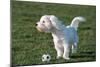 Bichon Maltaise- Playing with Football-null-Mounted Photographic Print