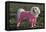 Bichon Maltaise Wearing Jogging-null-Framed Stretched Canvas