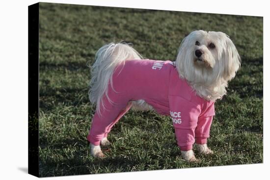 Bichon Maltaise Wearing Jogging-null-Stretched Canvas