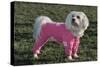 Bichon Maltaise Wearing Jogging-null-Stretched Canvas