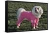Bichon Maltaise Wearing Jogging-null-Framed Stretched Canvas
