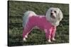 Bichon Maltaise Wearing Jogging-null-Stretched Canvas