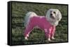 Bichon Maltaise Wearing Jogging-null-Framed Stretched Canvas