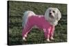 Bichon Maltaise Wearing Jogging-null-Stretched Canvas