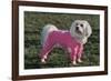 Bichon Maltaise Wearing Jogging-null-Framed Photographic Print