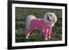 Bichon Maltaise Wearing Jogging-null-Framed Photographic Print