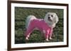 Bichon Maltaise Wearing Jogging-null-Framed Photographic Print