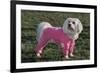 Bichon Maltaise Wearing Jogging-null-Framed Photographic Print