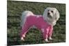 Bichon Maltaise Wearing Jogging-null-Mounted Photographic Print