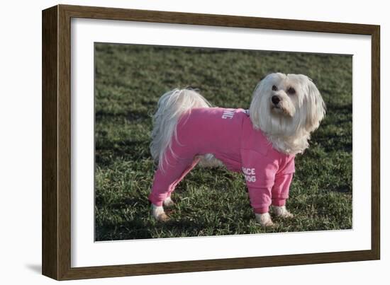 Bichon Maltaise Wearing Jogging-null-Framed Photographic Print