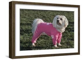 Bichon Maltaise Wearing Jogging-null-Framed Photographic Print