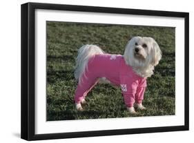 Bichon Maltaise Wearing Jogging-null-Framed Photographic Print