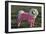 Bichon Maltaise Wearing Jogging-null-Framed Photographic Print