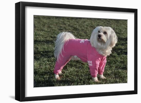 Bichon Maltaise Wearing Jogging-null-Framed Photographic Print