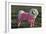 Bichon Maltaise Wearing Jogging-null-Framed Photographic Print