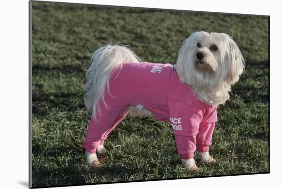 Bichon Maltaise Wearing Jogging-null-Mounted Photographic Print