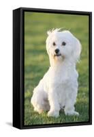 Bichon Maltiase Sitting Upright-null-Framed Stretched Canvas