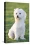 Bichon Maltiase Sitting Upright-null-Stretched Canvas