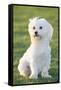 Bichon Maltiase Sitting Upright-null-Framed Stretched Canvas