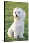 Bichon Maltiase Sitting Upright-null-Stretched Canvas