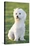 Bichon Maltiase Sitting Upright-null-Stretched Canvas