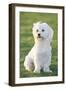 Bichon Maltiase Sitting Upright-null-Framed Photographic Print