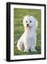 Bichon Maltiase Sitting Upright-null-Framed Photographic Print