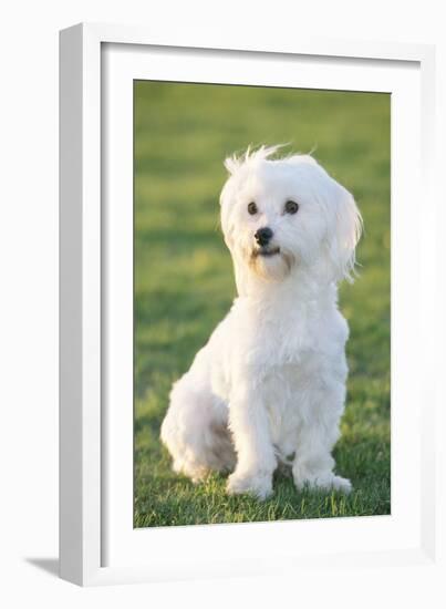 Bichon Maltiase Sitting Upright-null-Framed Photographic Print