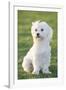 Bichon Maltiase Sitting Upright-null-Framed Photographic Print