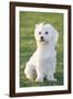 Bichon Maltiase Sitting Upright-null-Framed Photographic Print