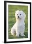 Bichon Maltiase Sitting Upright-null-Framed Photographic Print