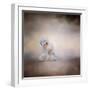 Bichon on the Go-Jai Johnson-Framed Premium Giclee Print