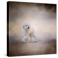 Bichon on the Go-Jai Johnson-Stretched Canvas