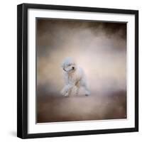 Bichon on the Go-Jai Johnson-Framed Giclee Print