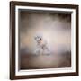 Bichon on the Go-Jai Johnson-Framed Giclee Print