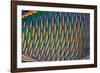 bicolor parrotfish male, scales detail, sinai, egypt, red sea-alex mustard-Framed Photographic Print