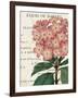 Bicolor Phlox Botany-Sue Schlabach-Framed Art Print