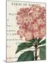 Bicolor Phlox Botany-Sue Schlabach-Mounted Art Print