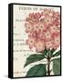 Bicolor Phlox Botany-Sue Schlabach-Framed Stretched Canvas