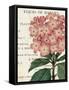 Bicolor Phlox Botany-Sue Schlabach-Framed Stretched Canvas