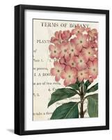 Bicolor Phlox Botany-Sue Schlabach-Framed Art Print