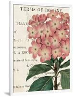 Bicolor Phlox Botany-Sue Schlabach-Framed Art Print